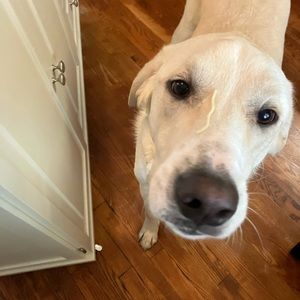 Meet your Posher, Milo